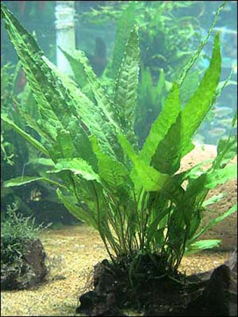 Microsorum pteropus